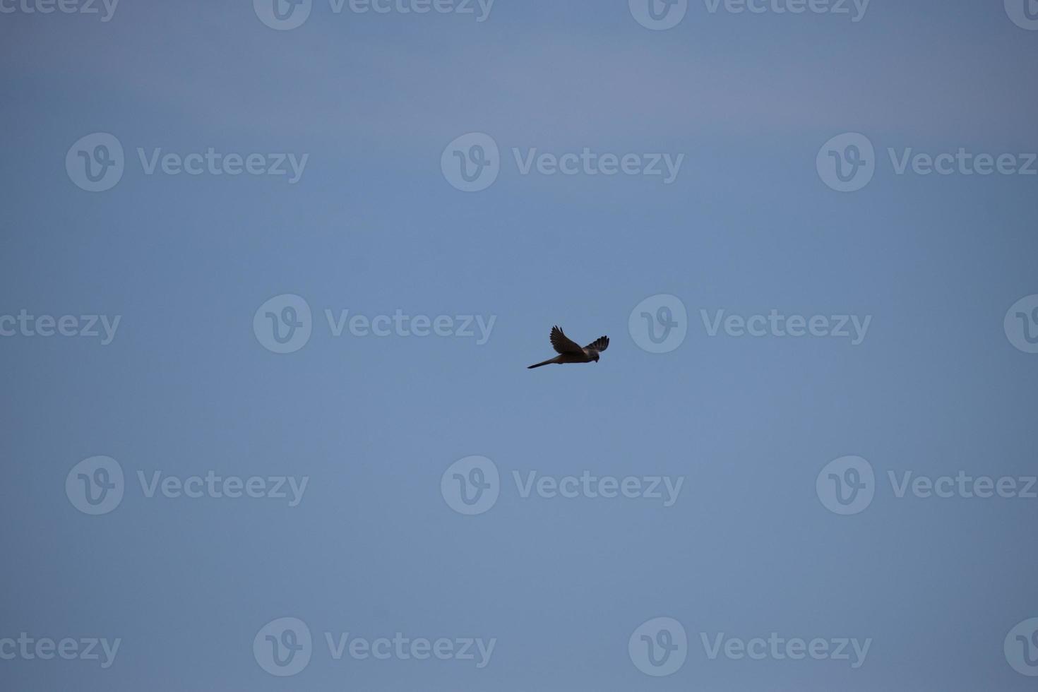 falcão dentro a céu foto