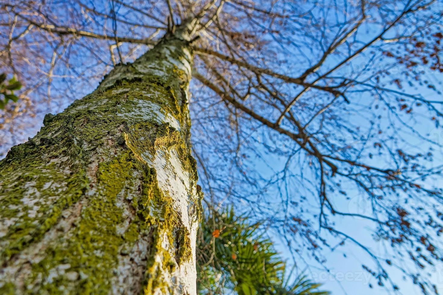 árvores na floresta foto