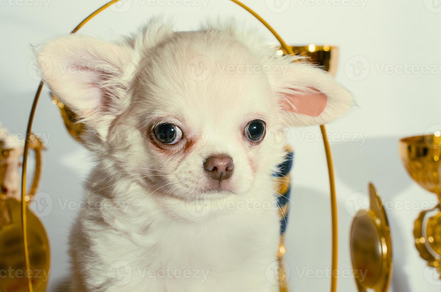 cachorro chihuahua com enfeites de ouro foto