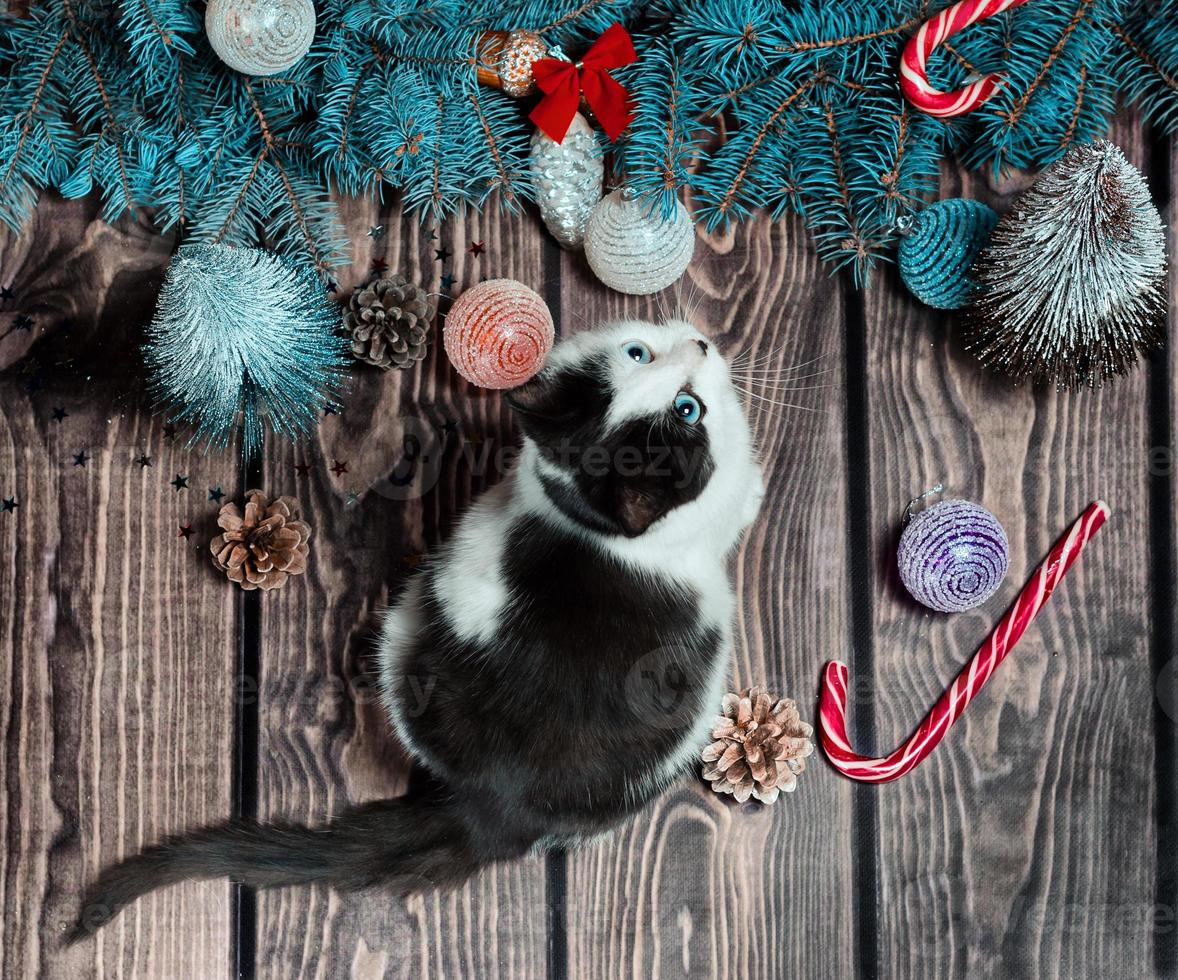 gato preto e branco com árvore de natal foto