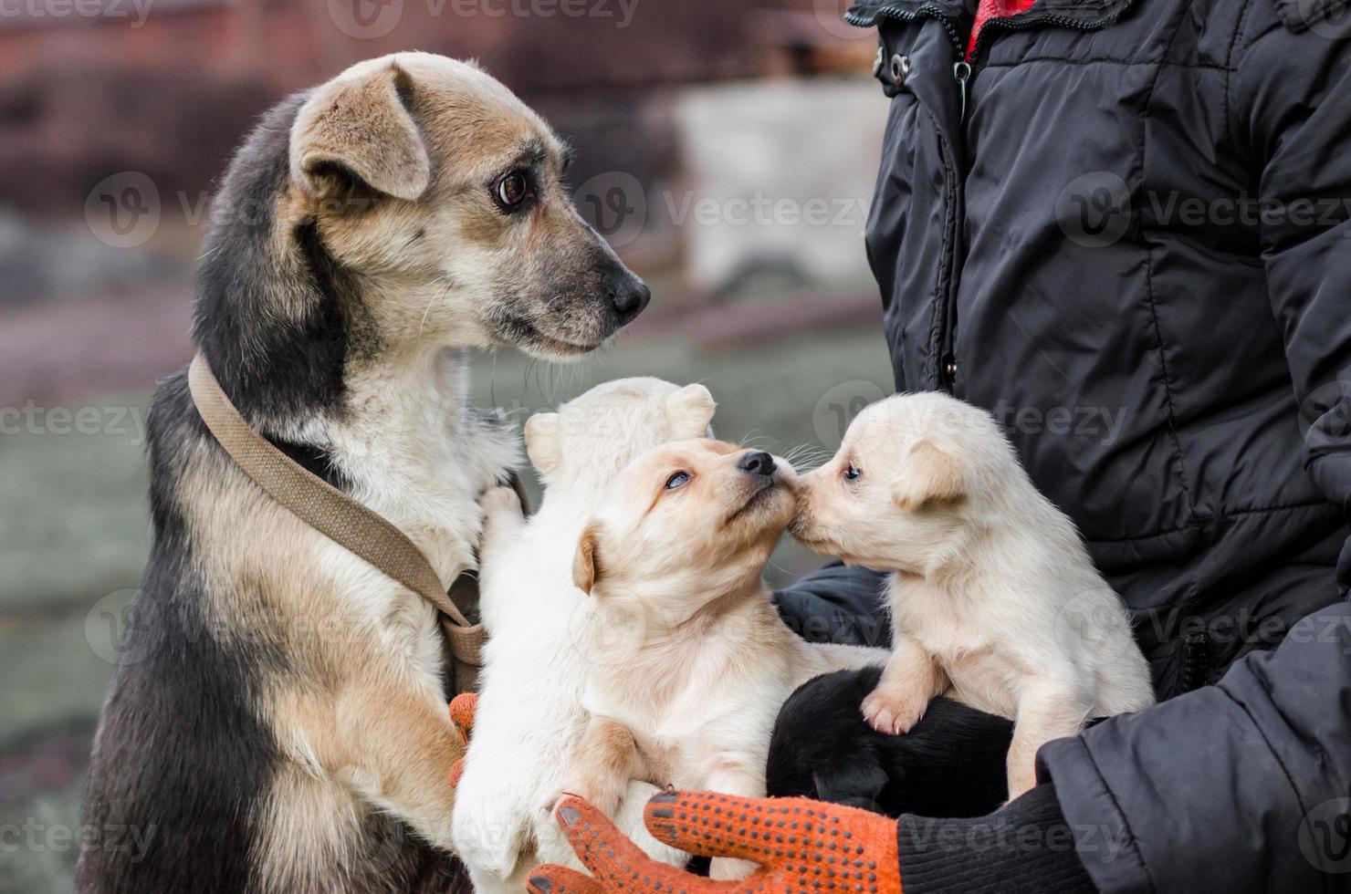 cão adulto e cachorrinhos nas mãos de um homem foto