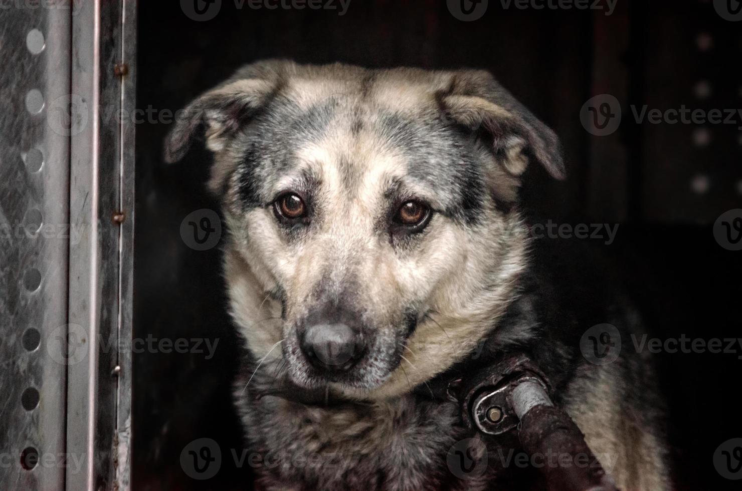 cachorro triste em um fundo escuro foto