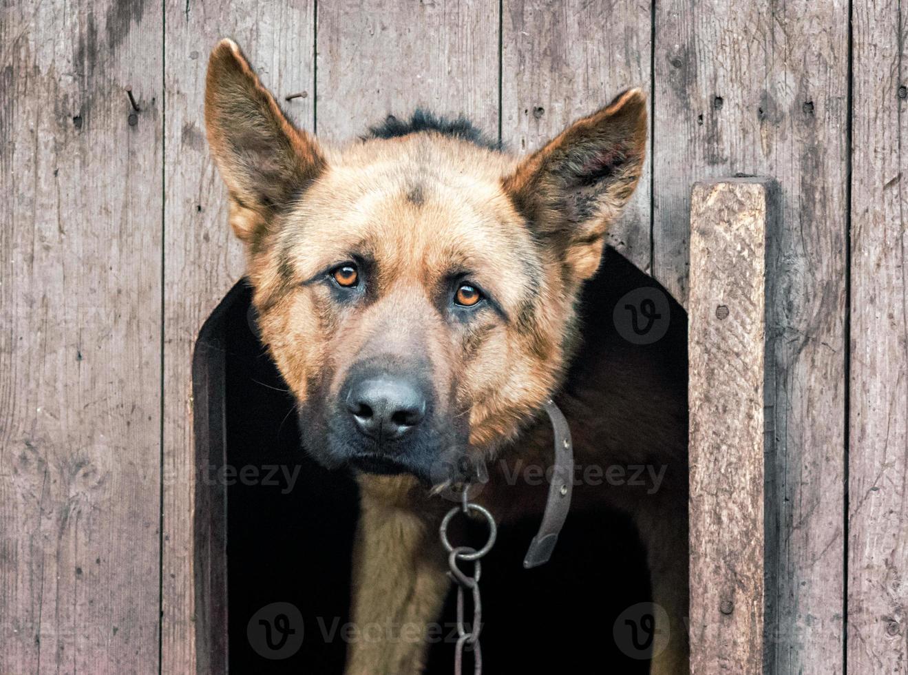 pastor alemão em uma corrente em uma casinha de cachorro de madeira foto