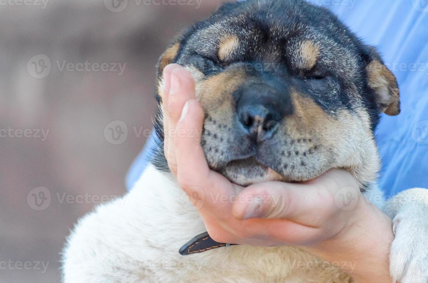 cachorrinho nas mãos foto