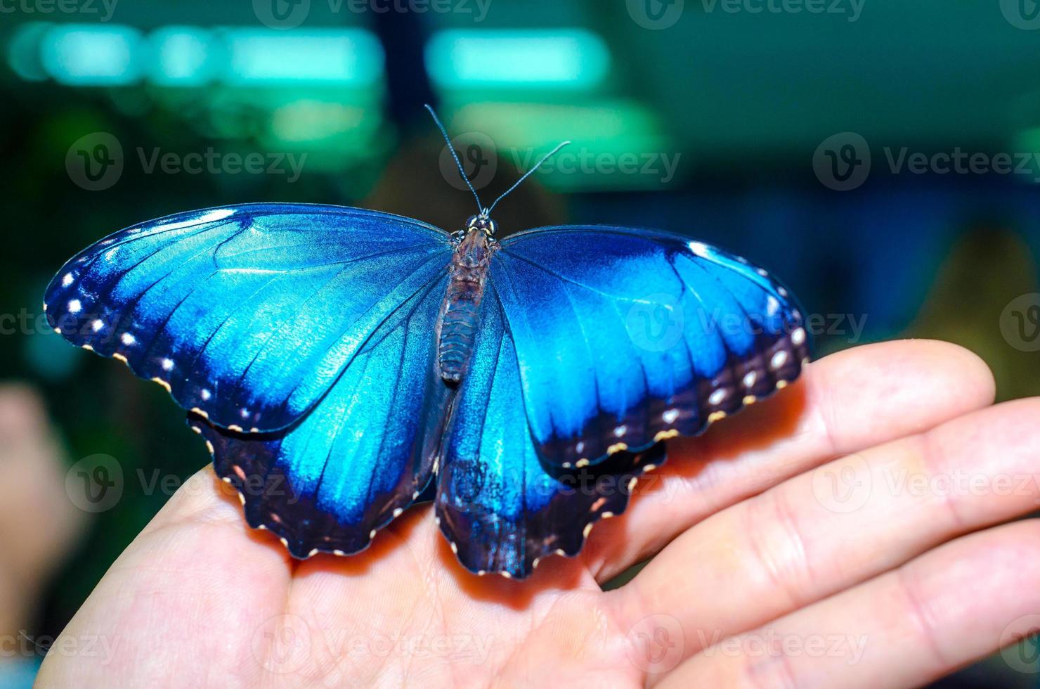 borboleta azul brilhante em uma mão foto