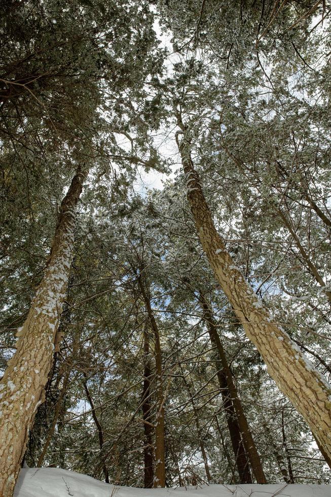 pinheiros perenes no inverno da nova inglaterra foto