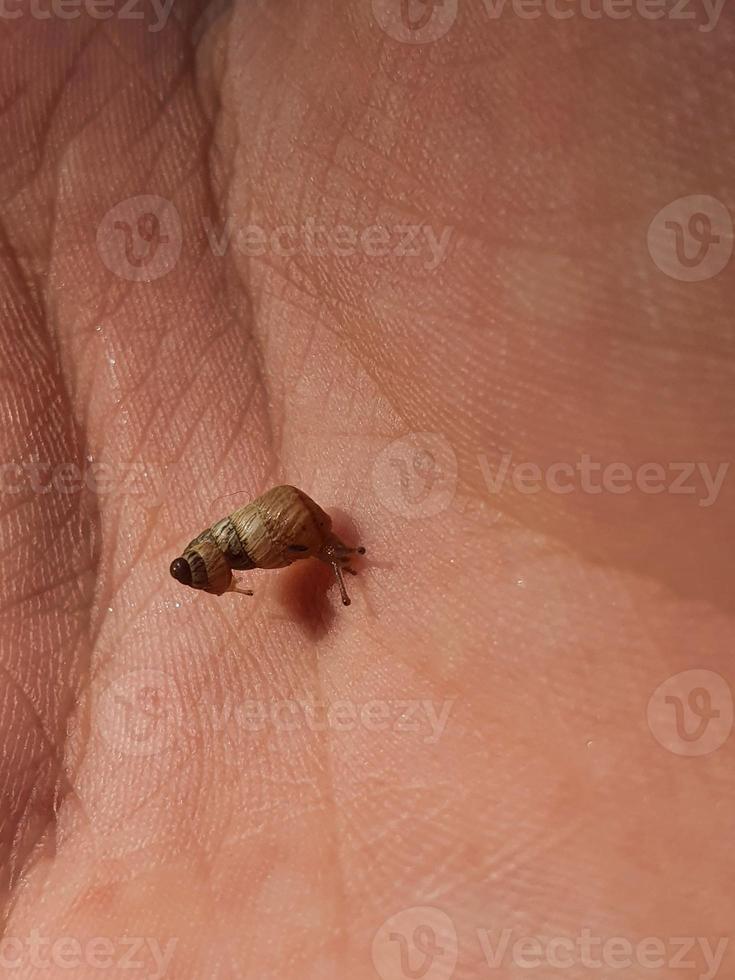 minúsculo Castanho Caracol fechar-se em uma criança Palma foto