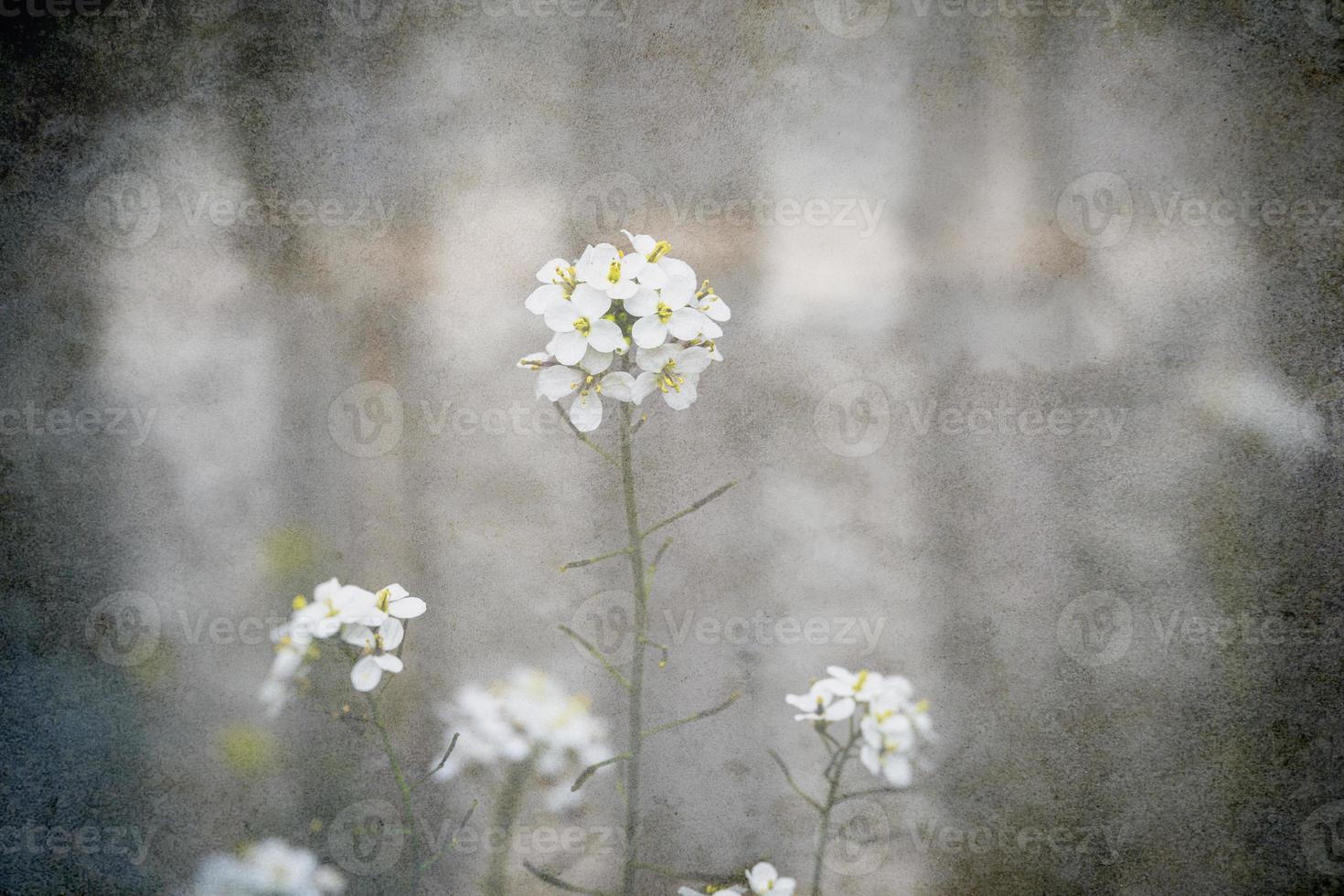 pequeno delicado Primavera flor em uma cinzento fundo dentro fechar-se foto