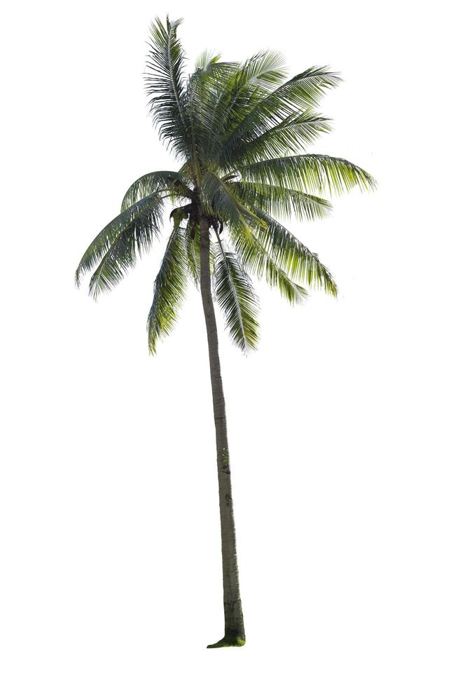 coqueiro isolado em um fundo branco foto