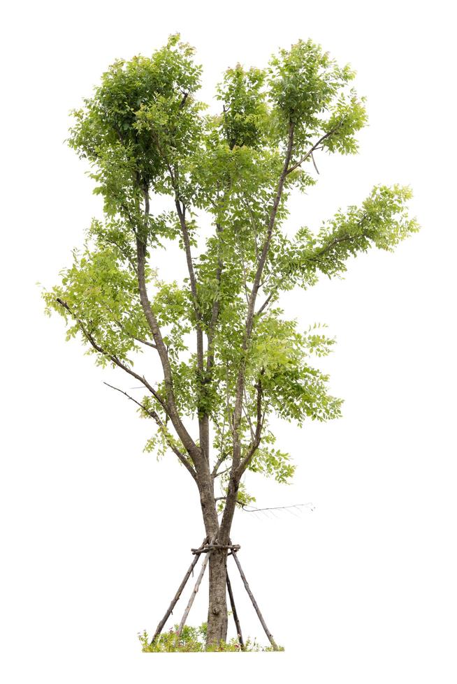 árvore isolada em um fundo branco foto