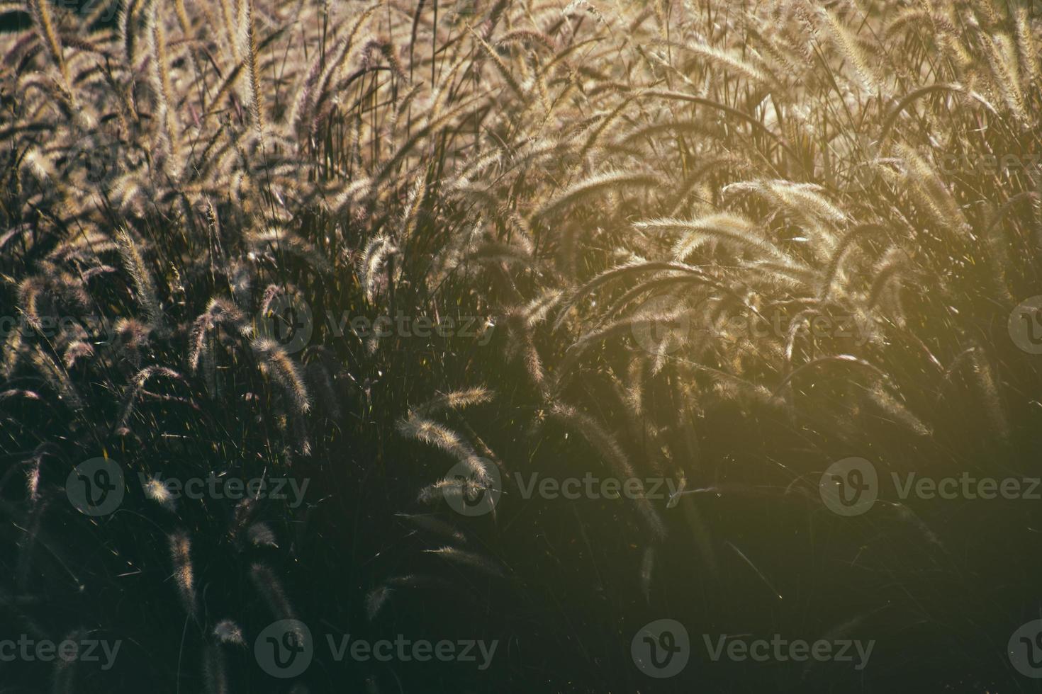 floração Relva aceso a partir de atrás com uma caloroso verão tarde Sol foto