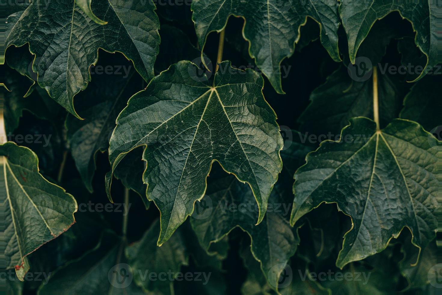 natural Sombrio verde fundo com uva folhas fechar-se foto