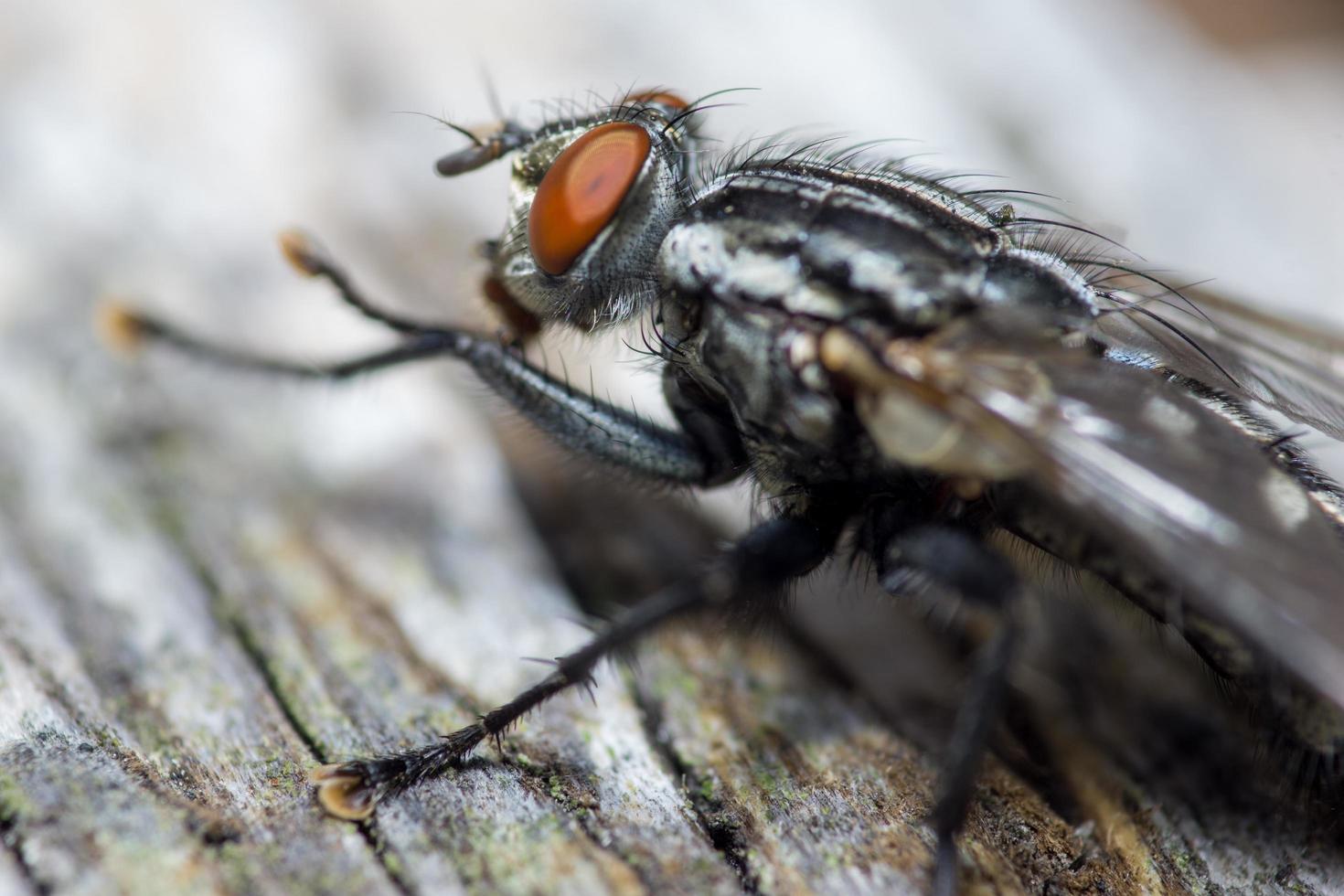 macro close-up de uma mosca doméstica ciclorrha, uma espécie de mosca comum encontrada em casas foto