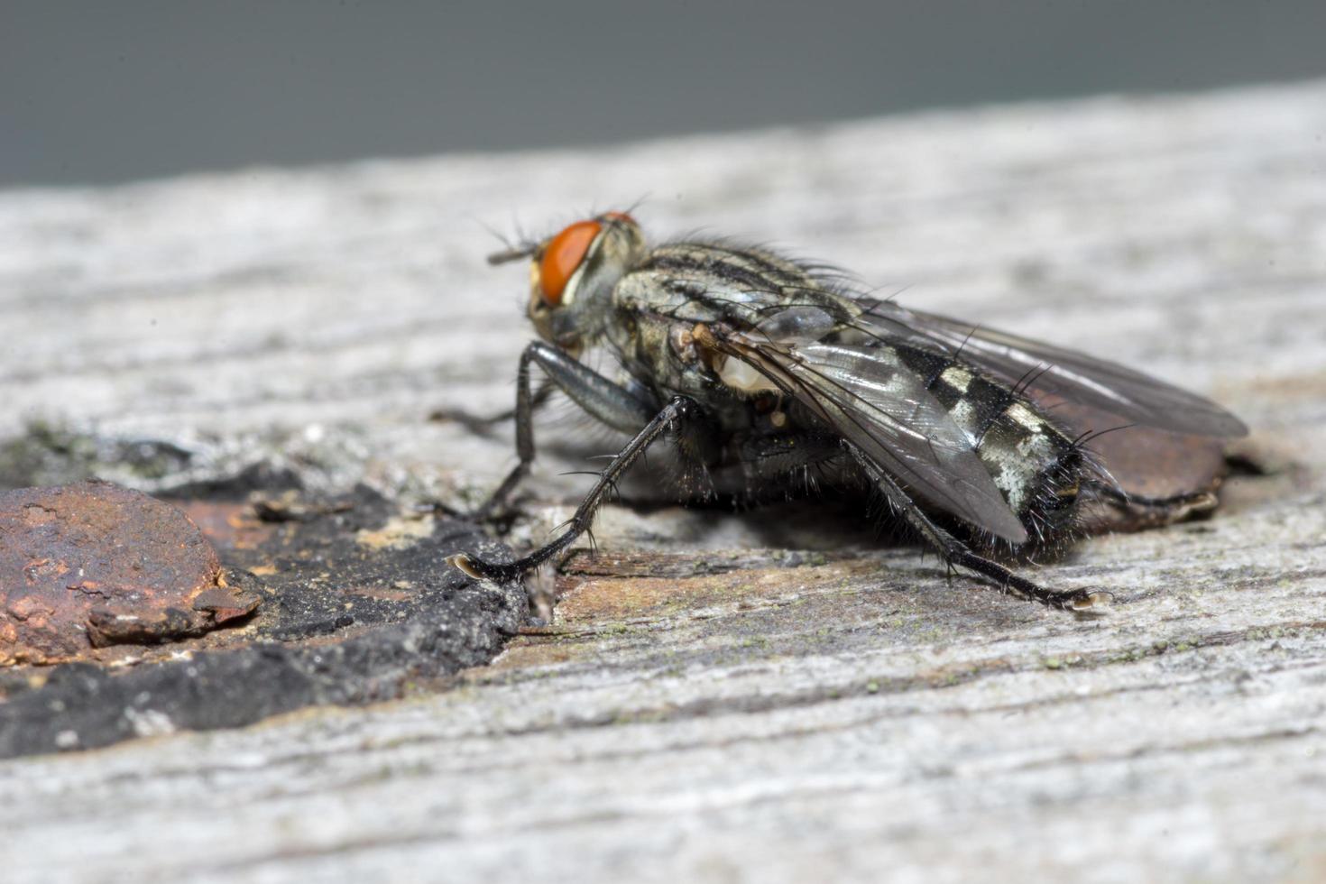 macro close-up de uma mosca doméstica ciclorrha, uma espécie de mosca comum encontrada em casas foto