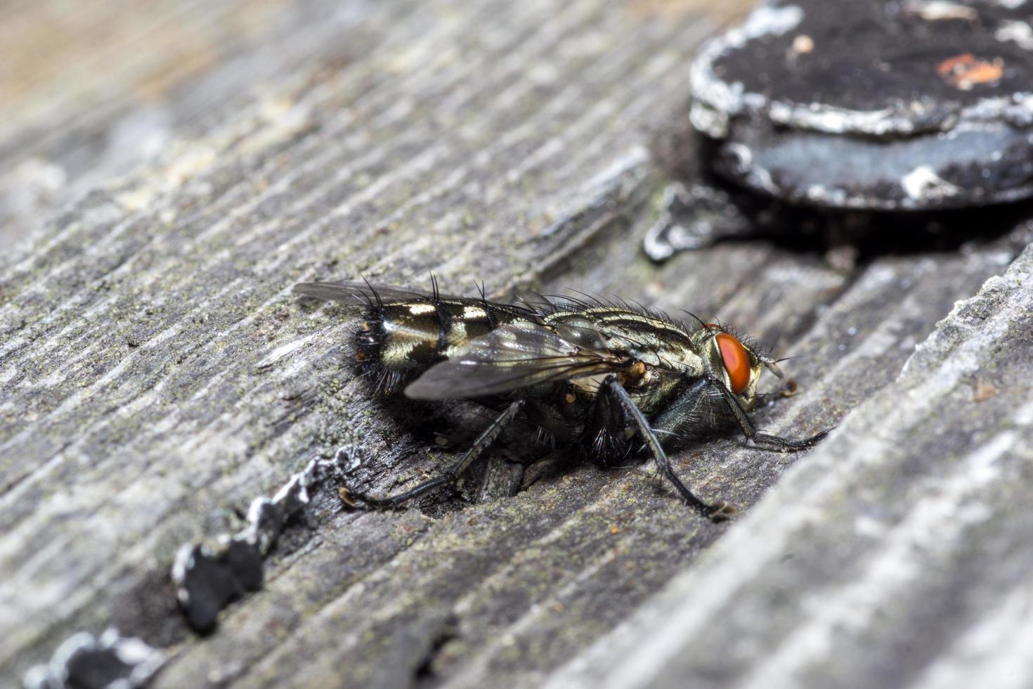 macro close-up de uma mosca doméstica ciclorrha, uma espécie de mosca comum encontrada em casas foto