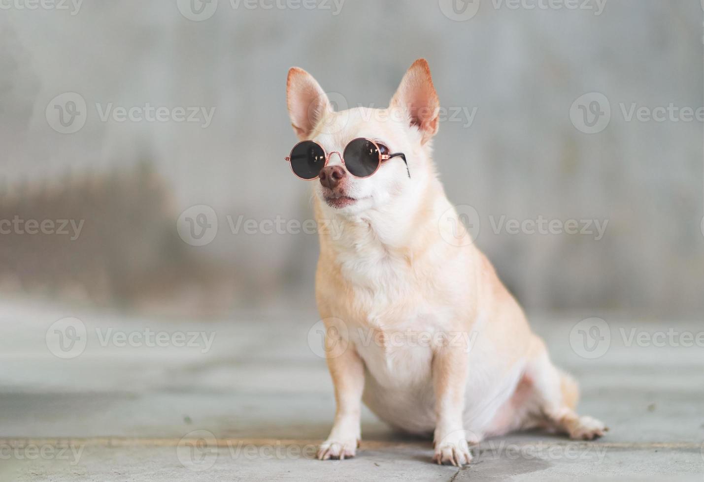 Castanho curto cabelo chihuahua cachorro vestindo oculos de sol sentado em cimento parede fundo com cópia de espaço, olhando ausente. foto