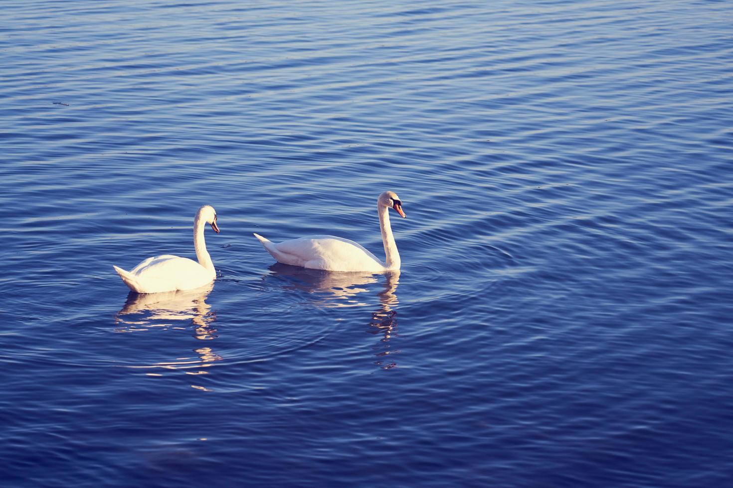 um par de cisnes na água foto