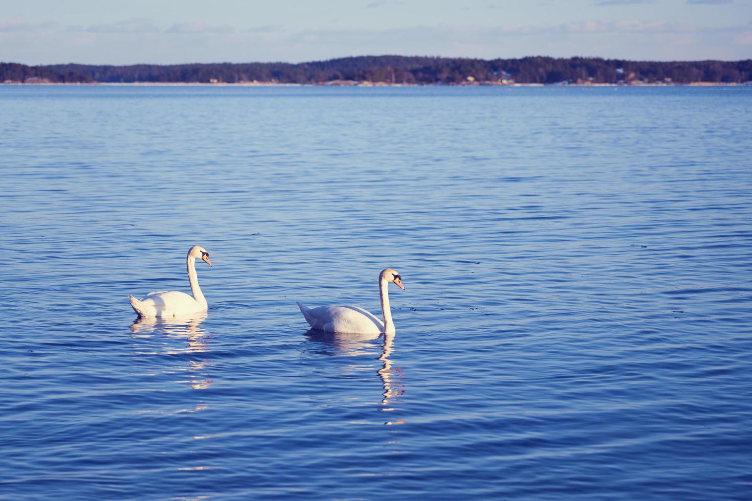 cisnes na água em susnet foto