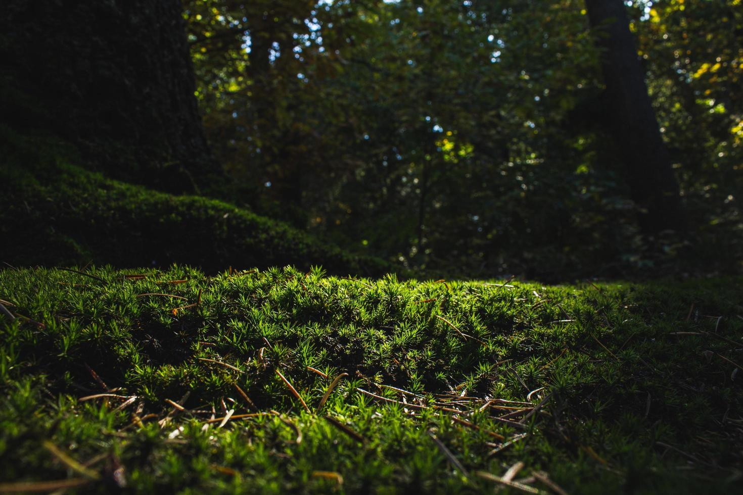 musgo em uma floresta escura foto