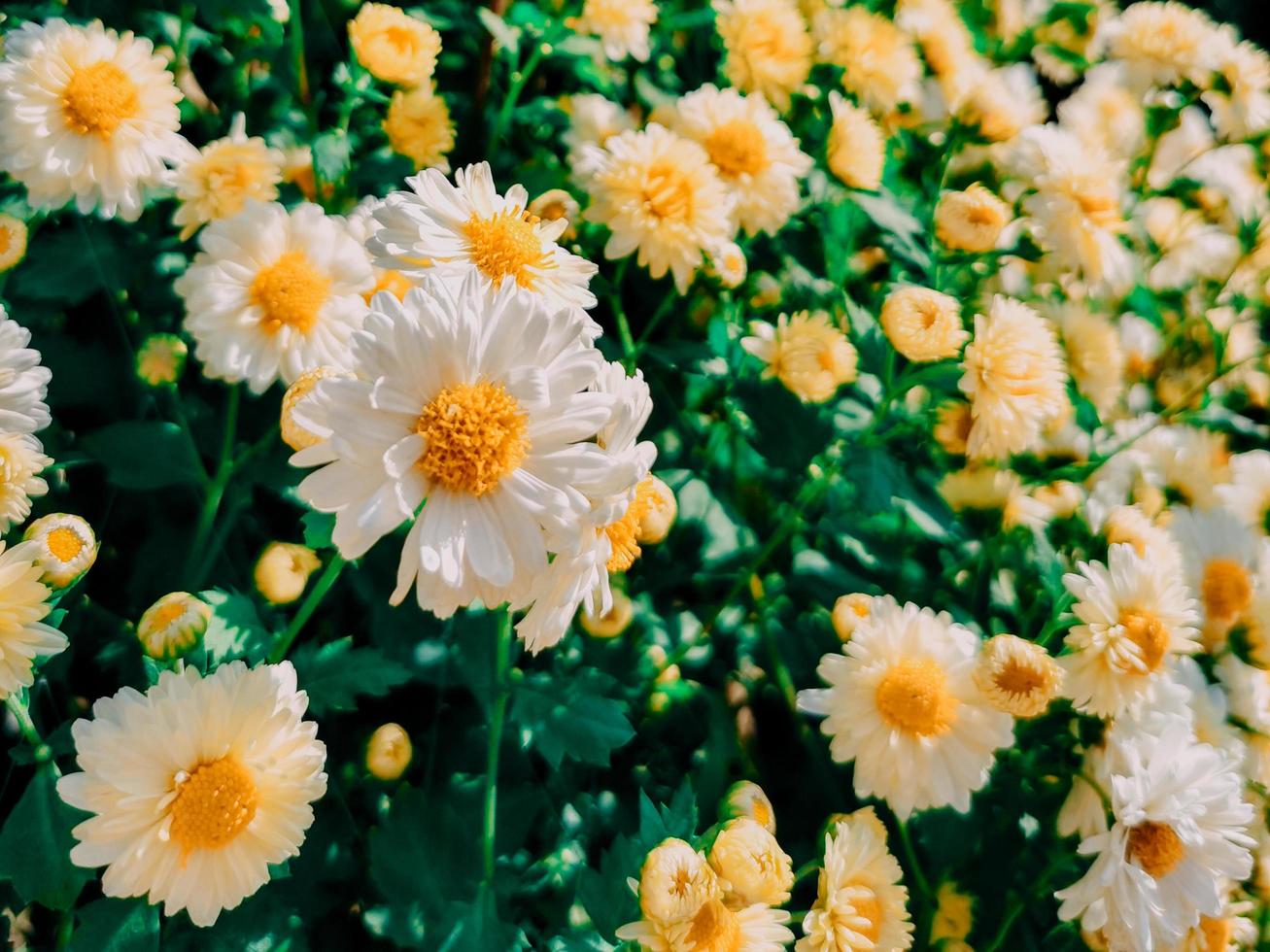 flores brancas e amarelas foto