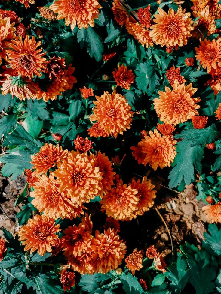 flores de crisântemo laranja foto