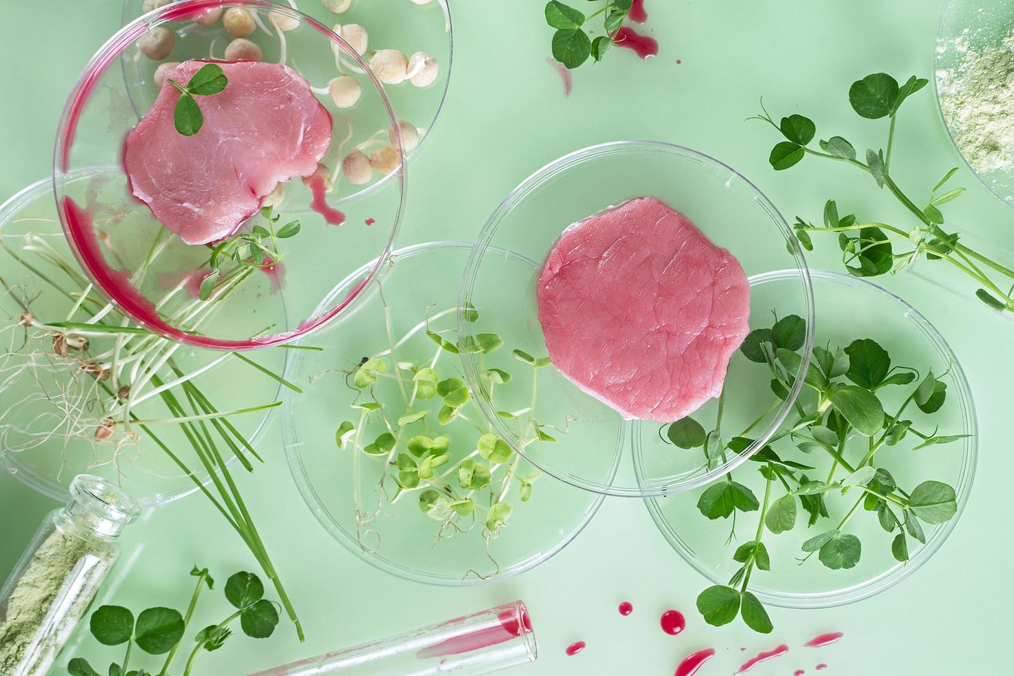 bife cultivado, carne da célula-tronco vegetal, nova inovação alimentar, conceito de carne cultivada em laboratório sem matar foto