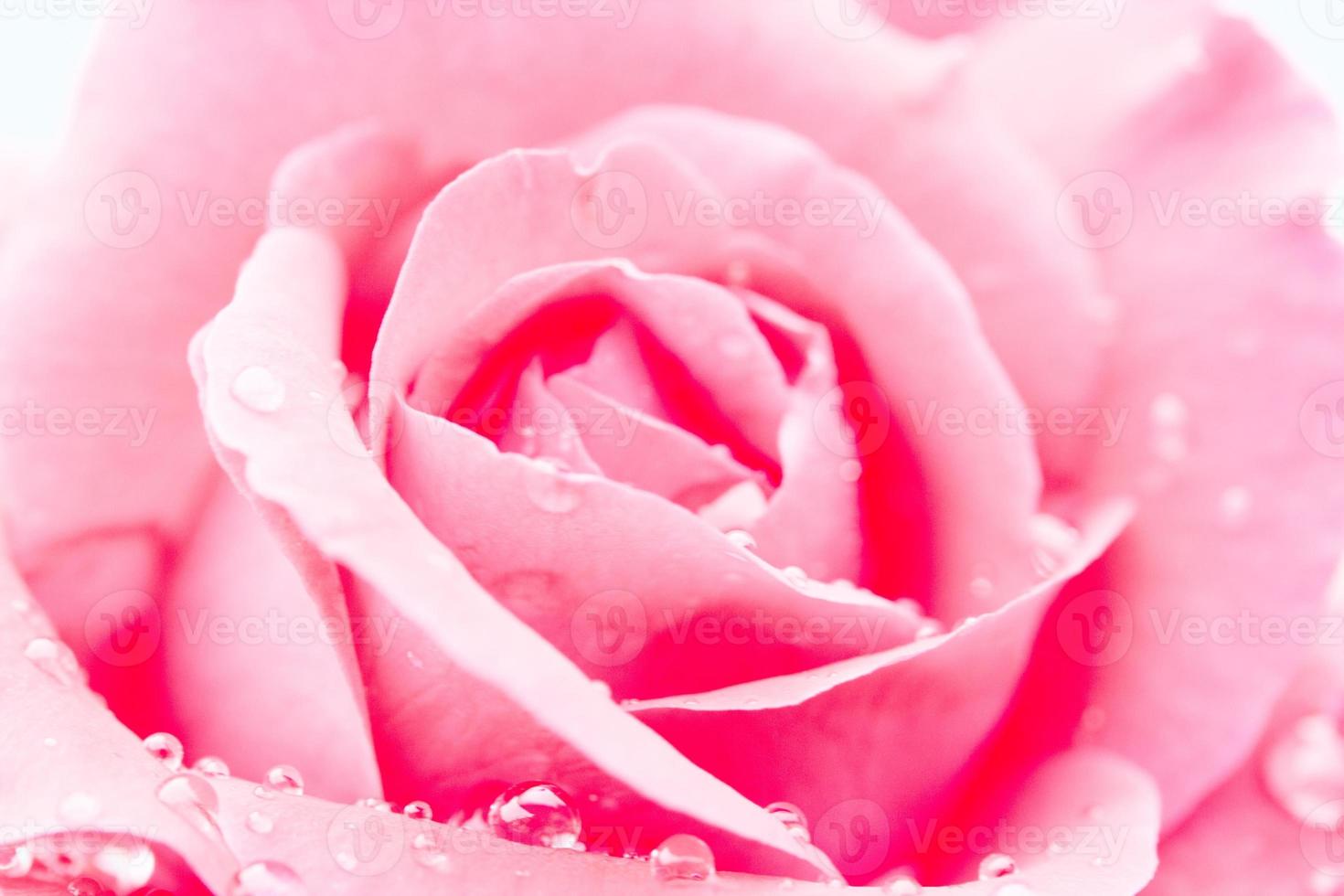 close-up de uma rosa vermelha com gotas de água foto