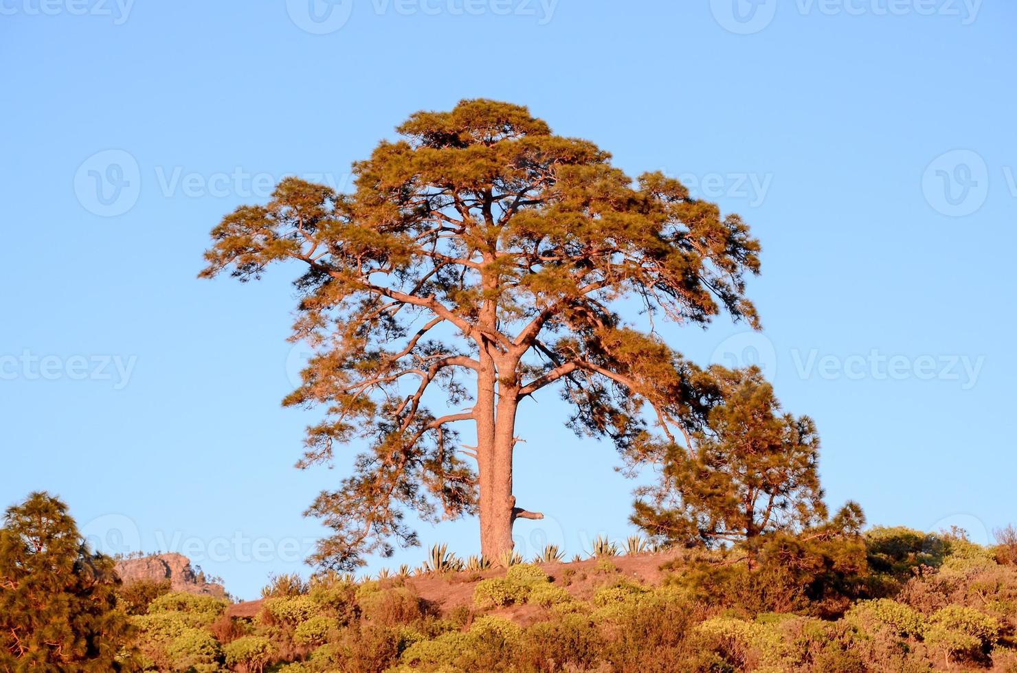 árvore solitária na colina foto