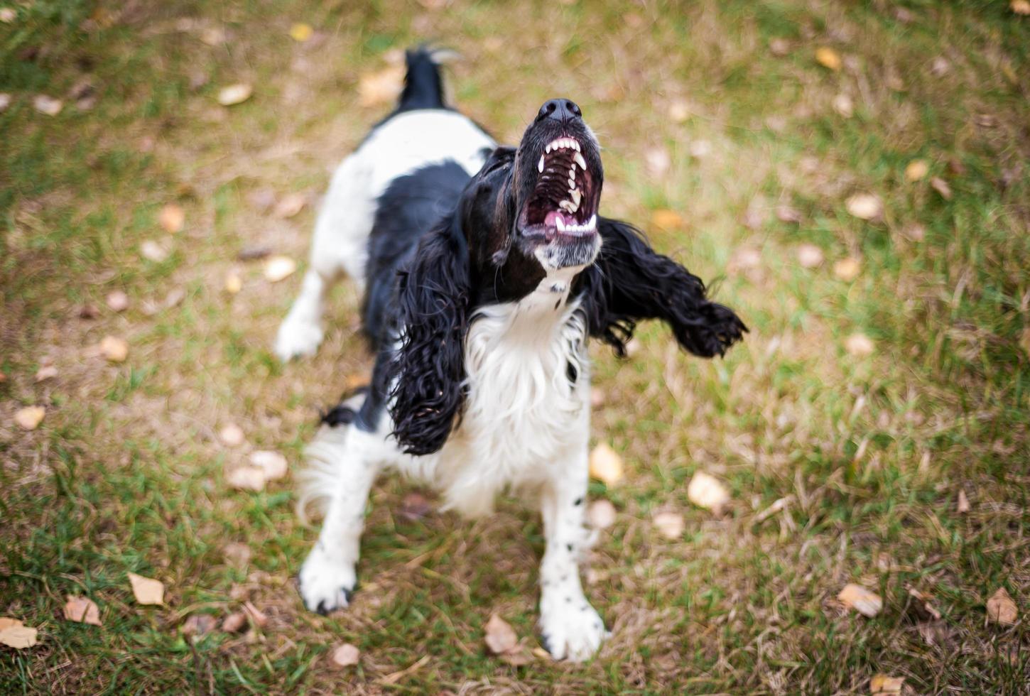 retrato de cachorro spaniel russo foto