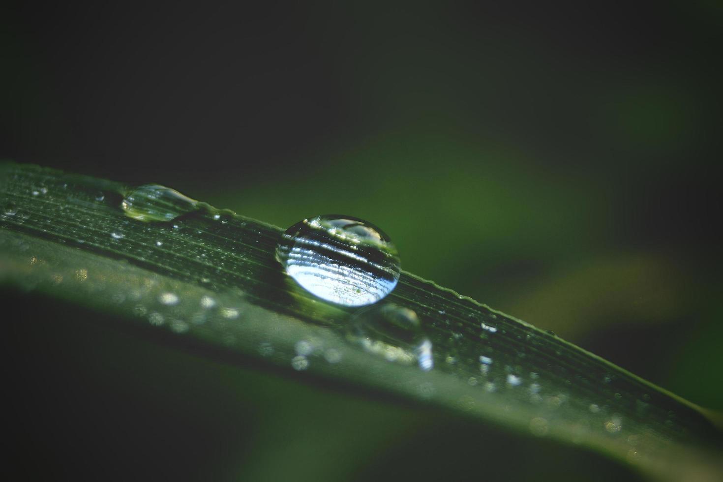 close up de grama verde gotas de água depois da chuva na luz da manhã com um fundo de natureza foto