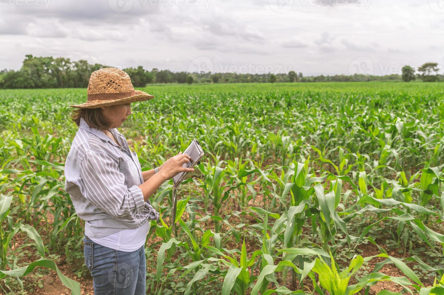 fêmea agricultor trabalhando às milho fazenda, coletar dados em a crescimento do milho plantas foto