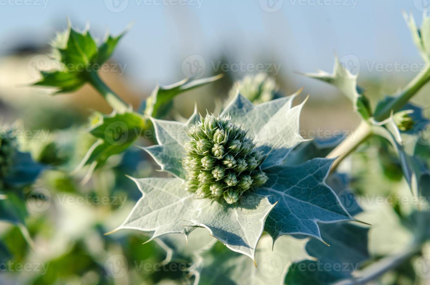 flores e folhas de eryngium foto