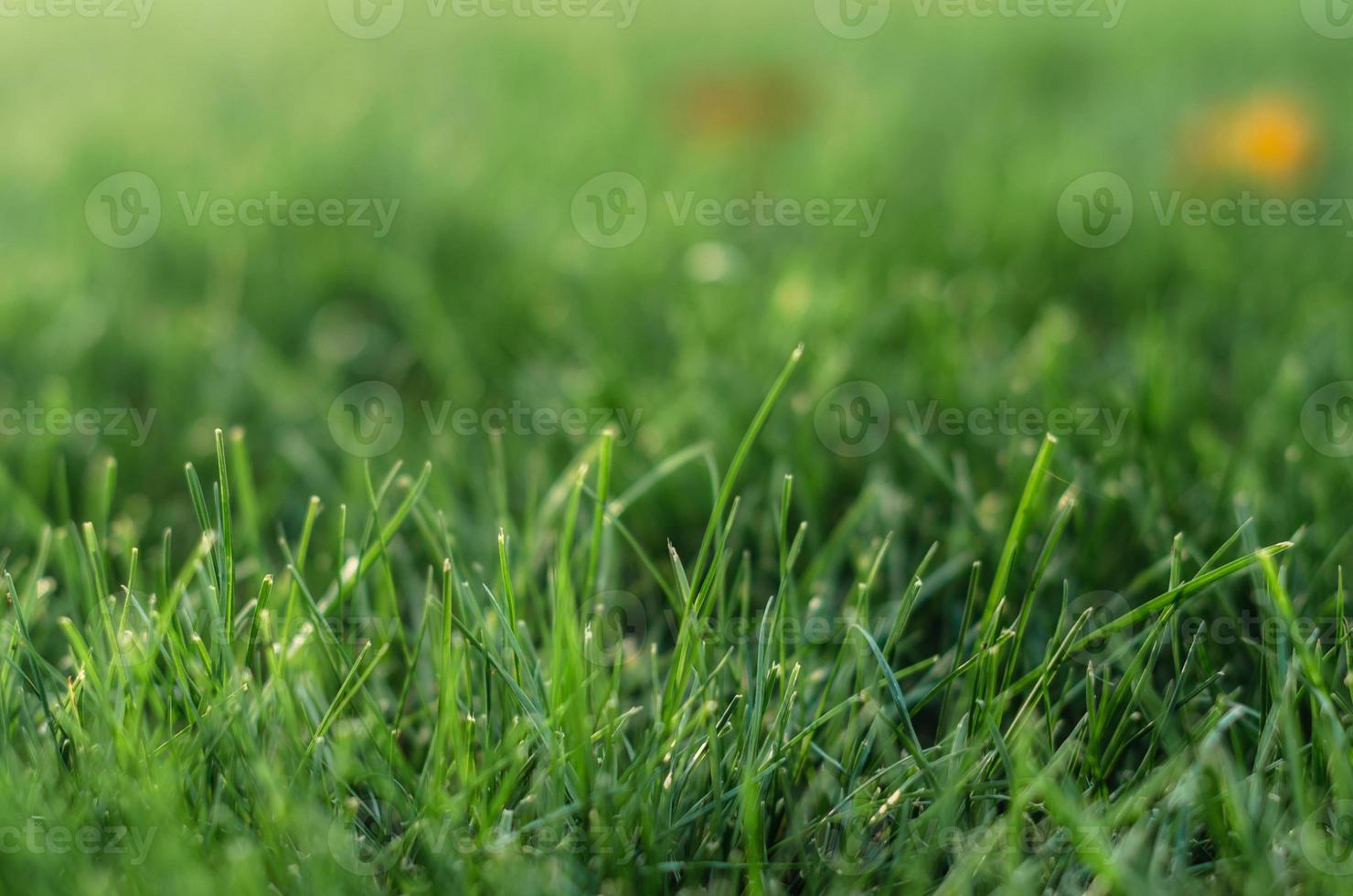 grama verde escura foto