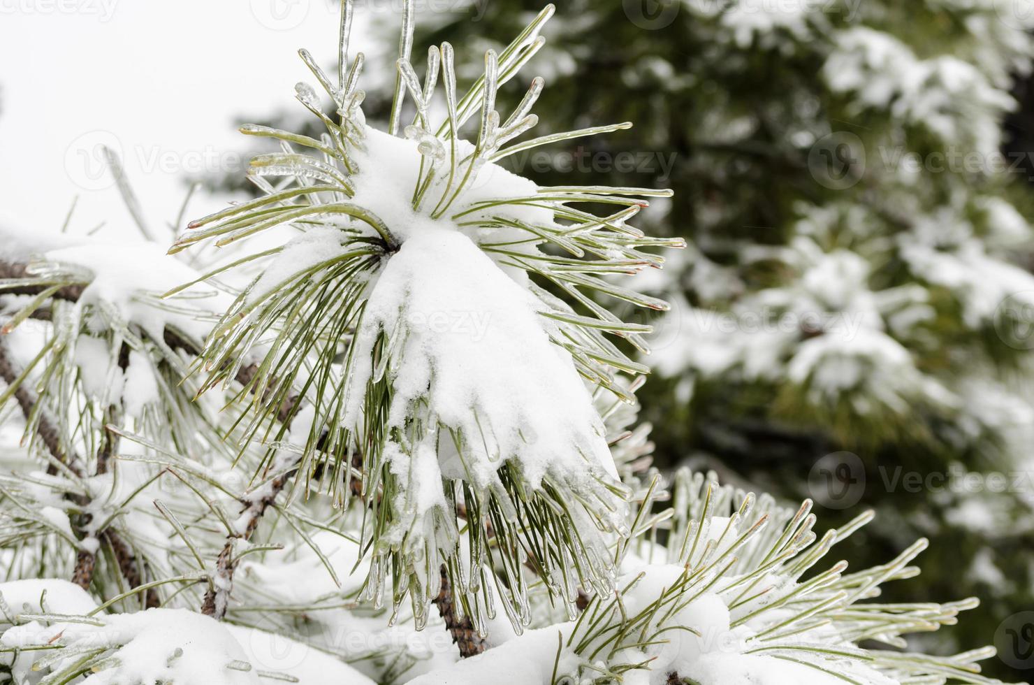 neve em ramos verdes de pinheiro foto