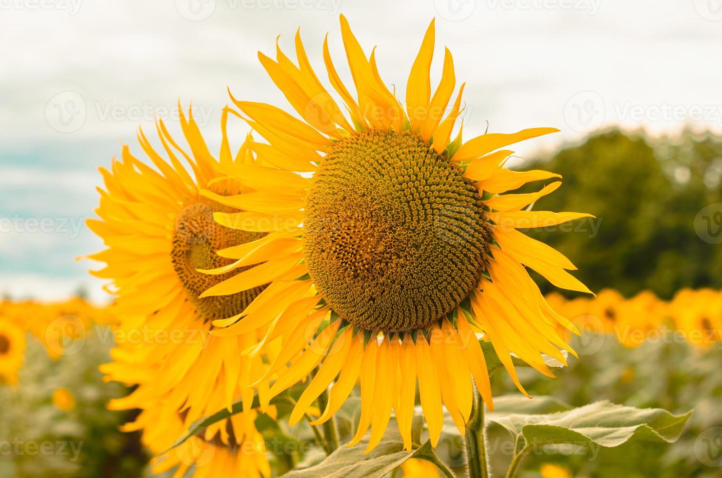 girassóis ao sol foto