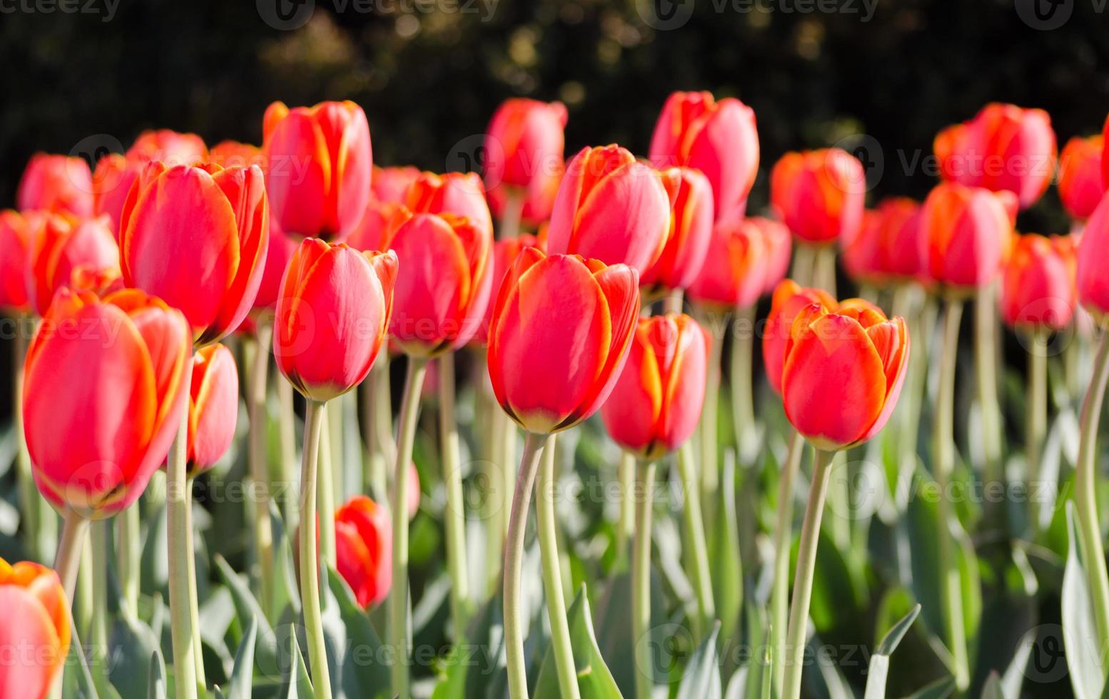 campo de tulipas vermelhas e amarelas foto