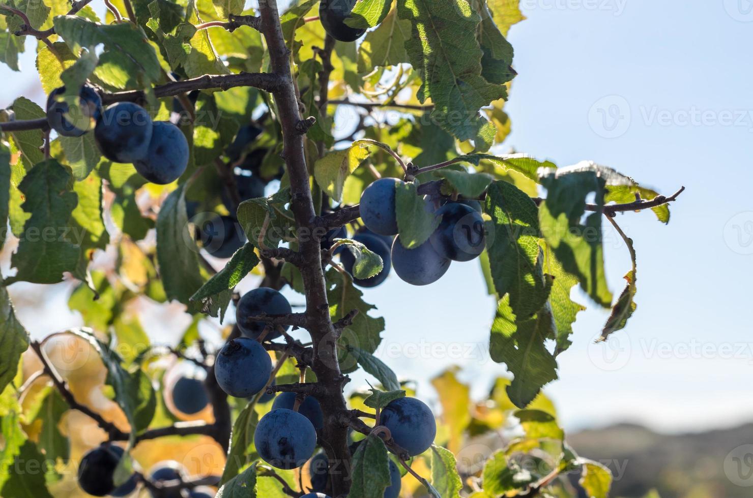 mirtilos com folhas verdes em um céu azul foto