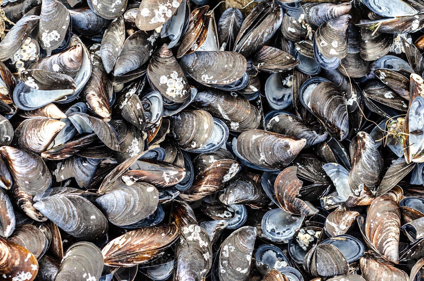 grupo de conchas de mexilhão foto