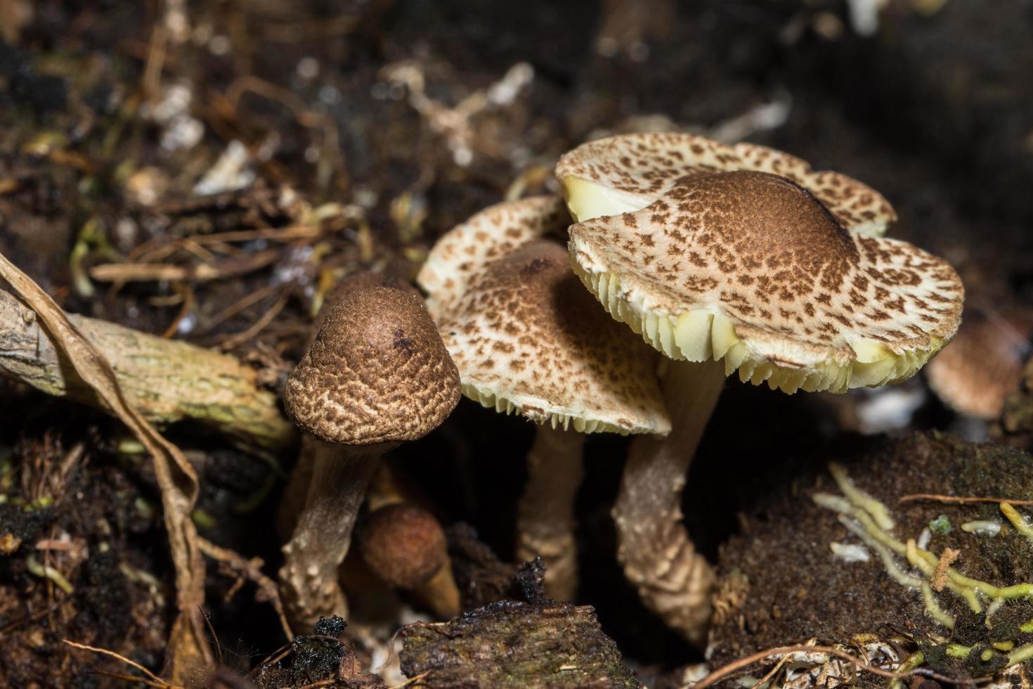 macro close-up de cogumelos marrons na natureza foto