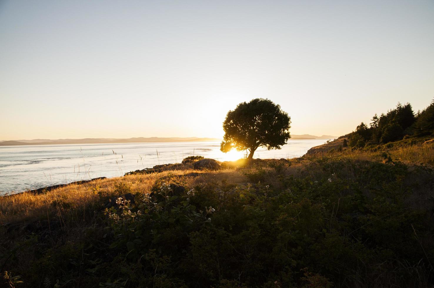 uma lindo árvore às pôr do sol foto