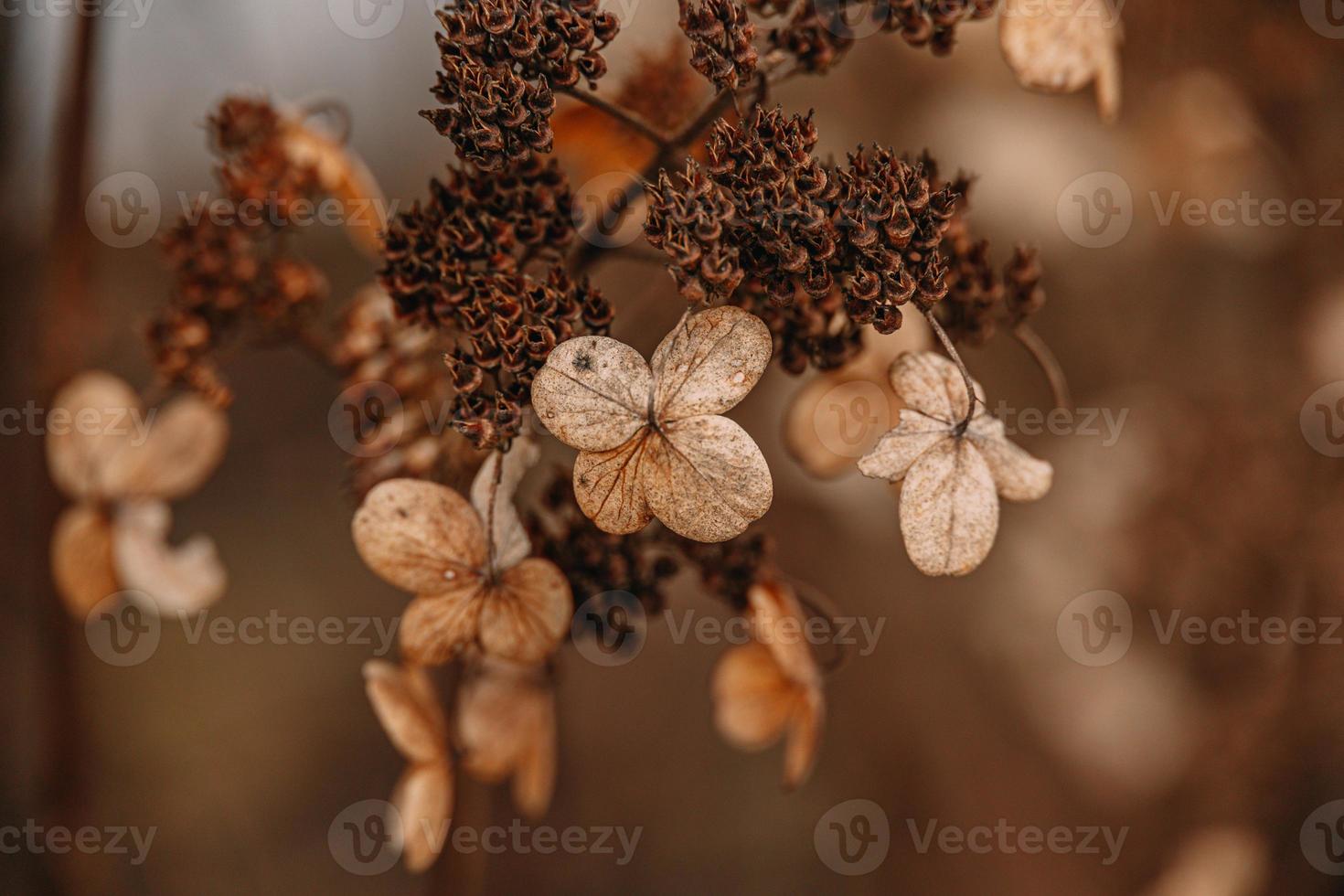 Castanho murcha ornamental flores dentro a jardim em uma legal outono dia foto