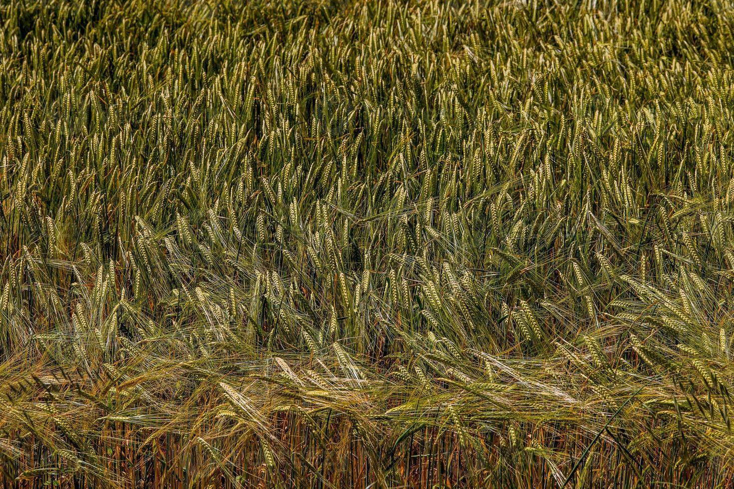 natural agrícola fundo trigo dentro a campo caloroso verão antes colheita foto