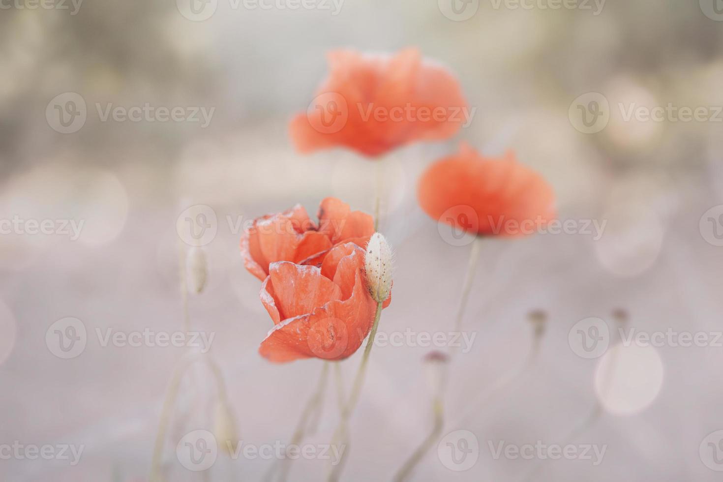 fechar-se r ed papoula dentro uma Primavera Prado em uma pastel fundo foto