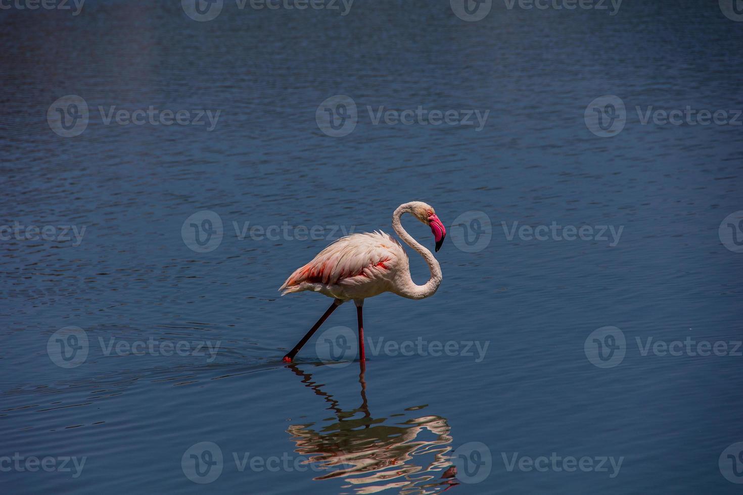 pássaro branco-rosa flamingo em uma salgado azul lago dentro Calpe Espanha foto