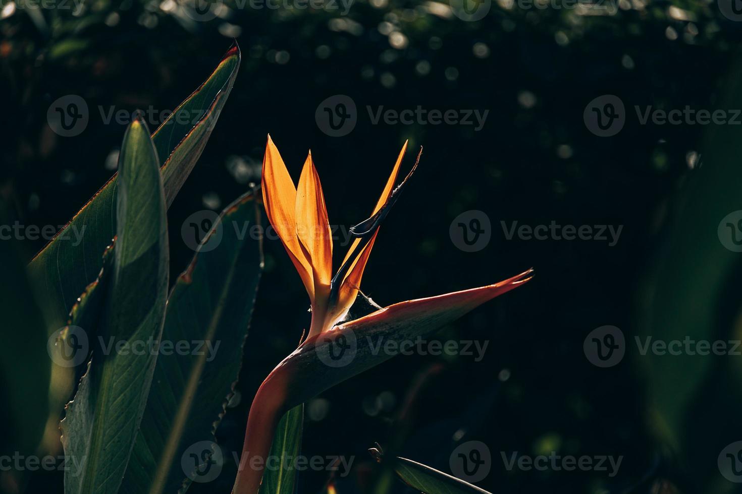 laranja régio estrelitzia dentro a jardim dentro a caloroso raios do a Sol foto