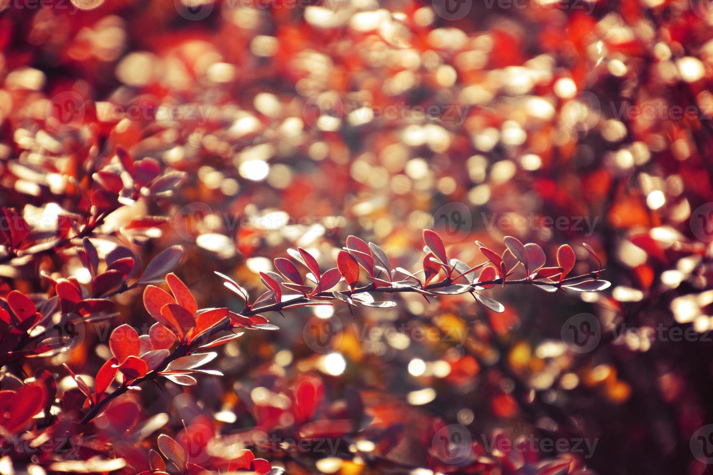 outono vermelho arbusto bérberis dentro a raios do a manhã sol, foto