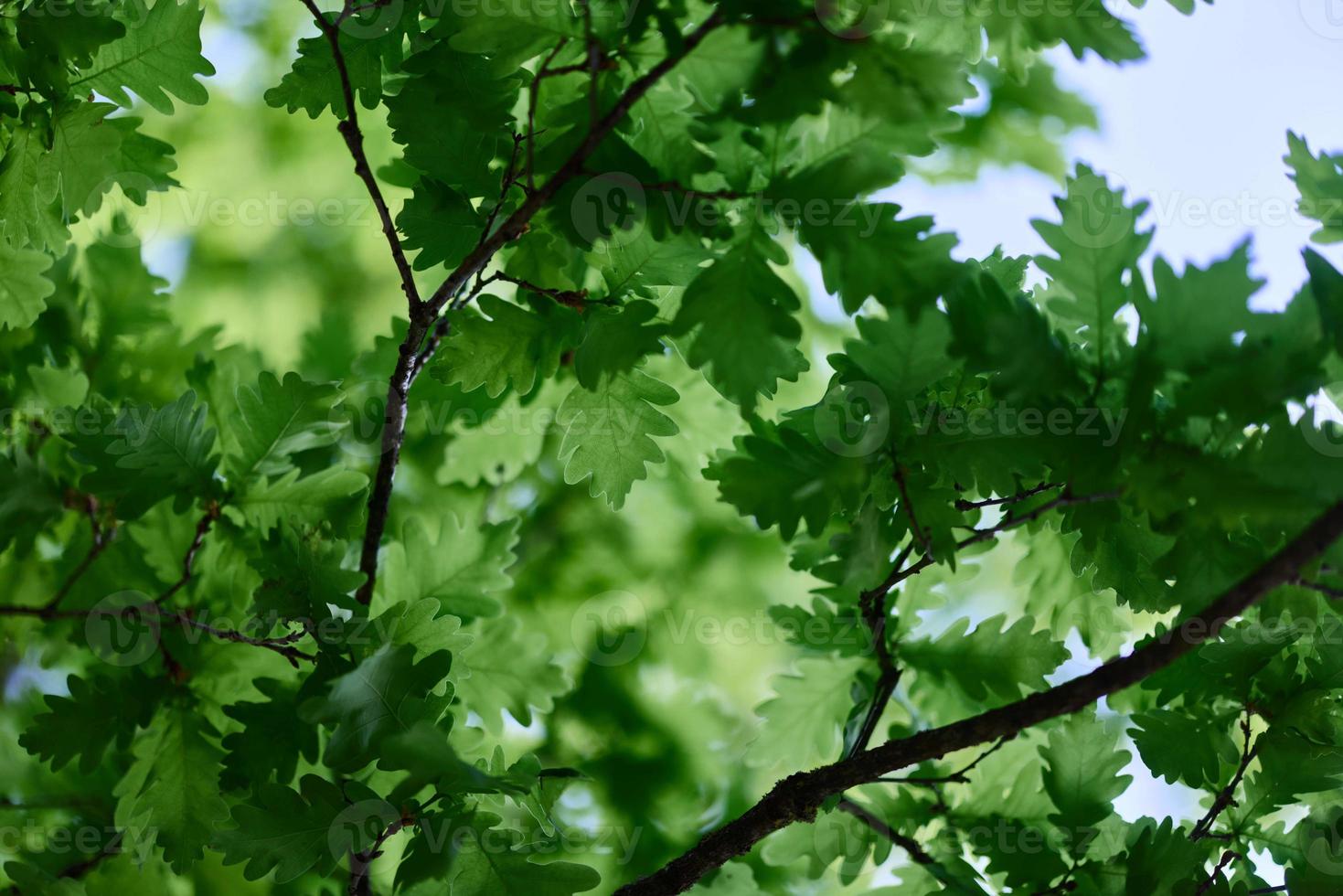 lindo fresco Primavera verde folhas do a carvalho árvore em a galhos contra a azul céu foto