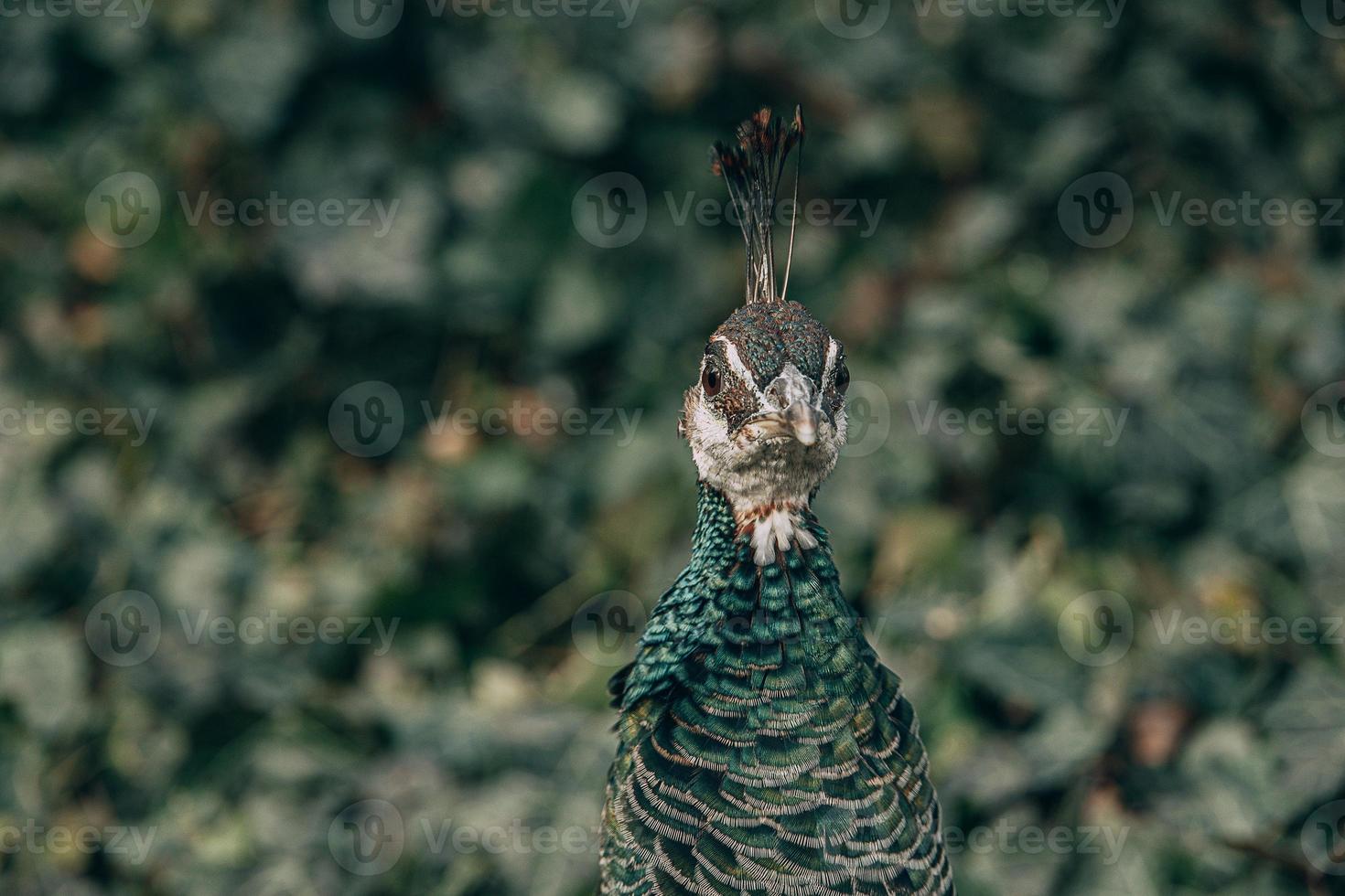 colorida pavão pássaro dentro a parque em uma frio dia ao ar livre foto