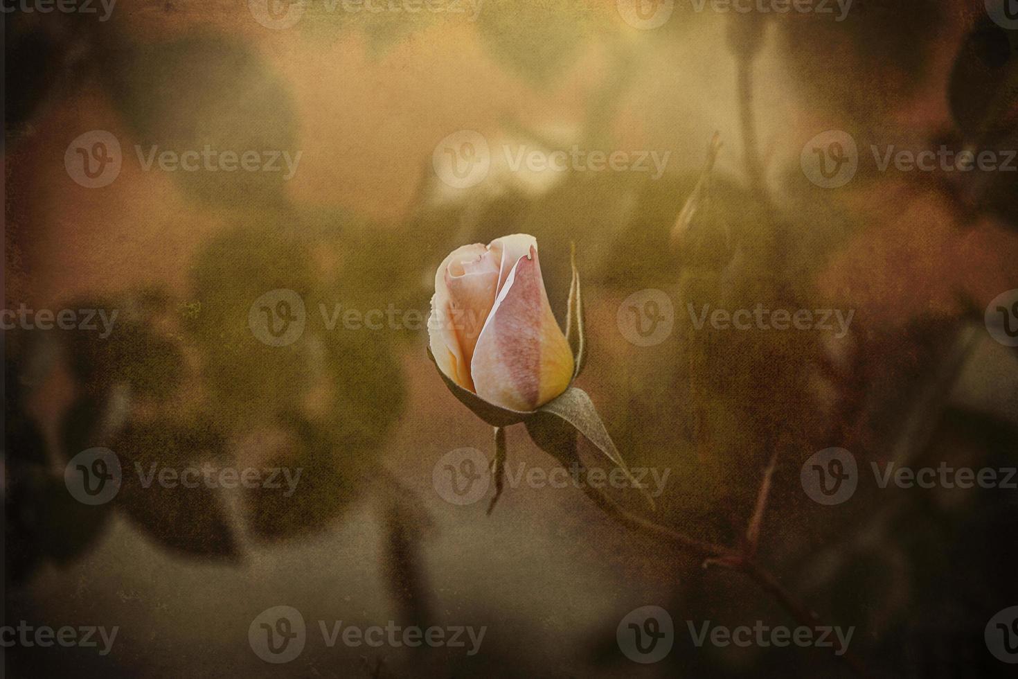 delicado Primavera flor rosa fechar-se dentro uma ensolarado jardim foto