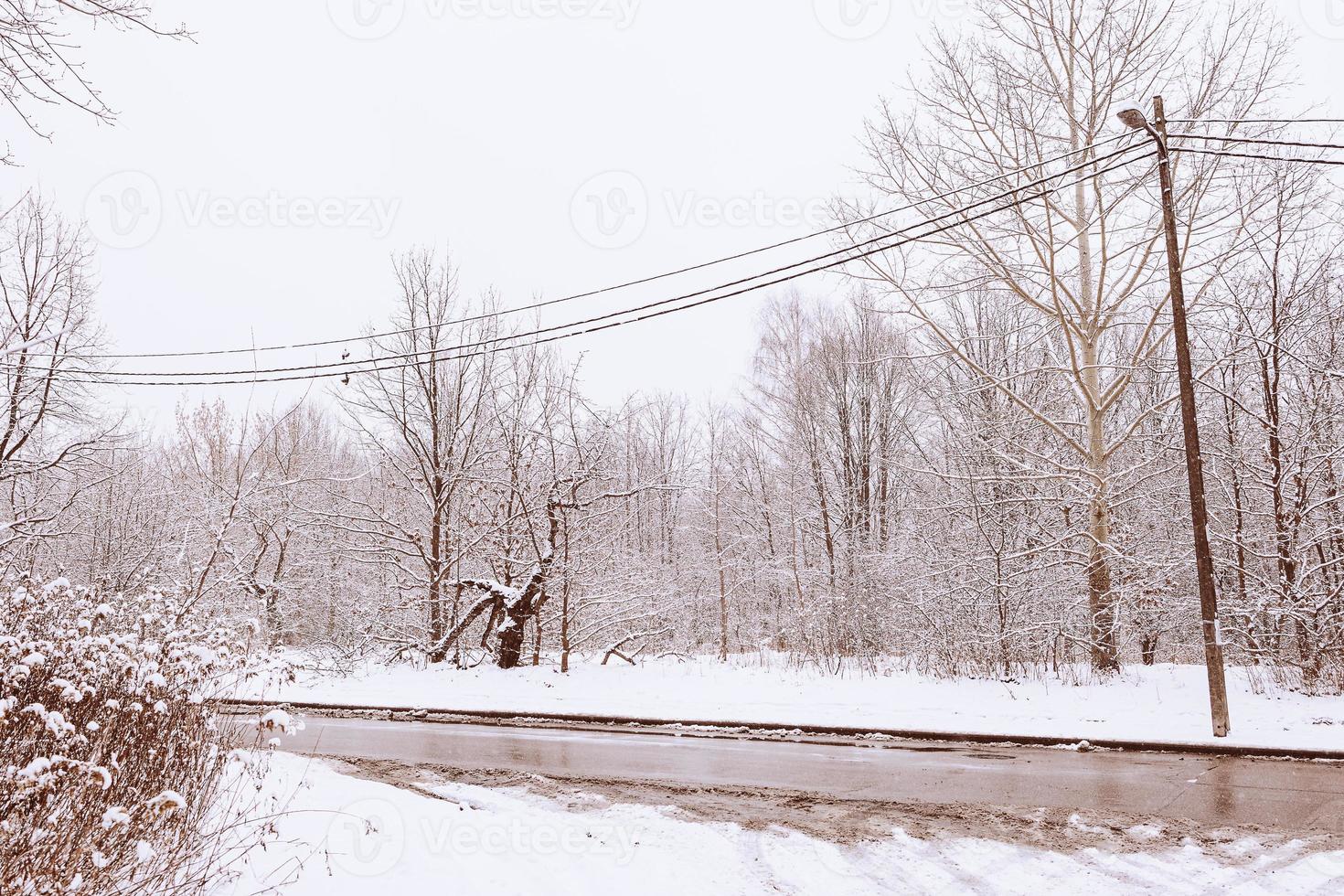 inverno natural panorama com coberto de neve árvores dentro a floresta e uma limitar caminho foto